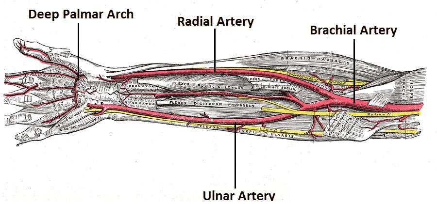 آناتومی سطحی شریان رادیال