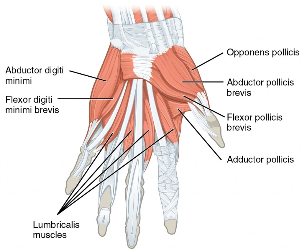 عضلات داخلی دست