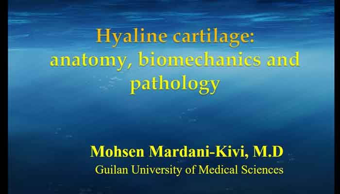 Hyaline cartilage anatomy biomechanics and pathology