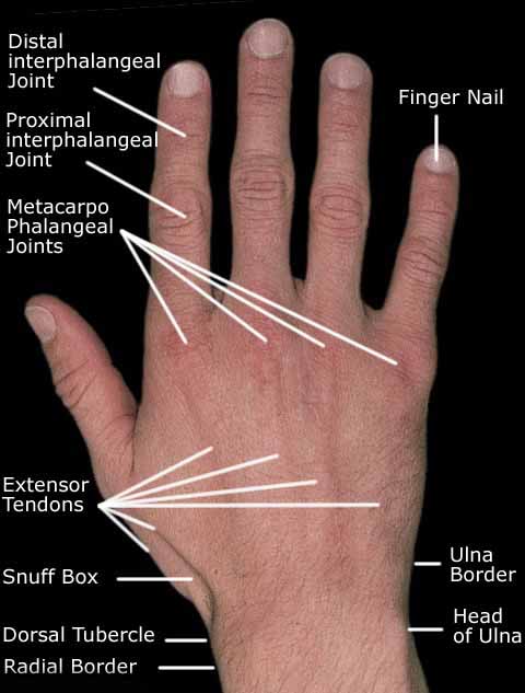 آناتومی سطحی دست